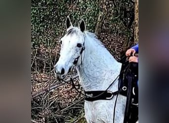 Tennessee walking horse, Caballo castrado, 10 años, 142 cm, Tordo