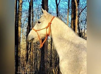 Tennessee walking horse, Caballo castrado, 10 años, 142 cm, Tordo