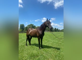 Tennessee walking horse, Caballo castrado, 10 años, 150 cm, Negro