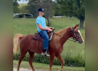 Tennessee walking horse, Caballo castrado, 10 años, 152 cm, Alazán rojizo