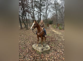 Tennessee walking horse, Caballo castrado, 10 años, 152 cm, Alazán rojizo