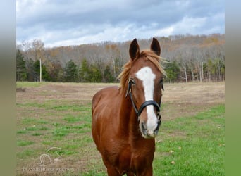 Tennessee walking horse, Caballo castrado, 10 años, 152 cm, Alazán rojizo