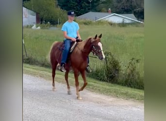 Tennessee walking horse, Caballo castrado, 10 años, 152 cm, Alazán rojizo