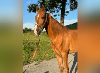 Tennessee walking horse, Caballo castrado, 10 años, 152 cm, Alazán rojizo