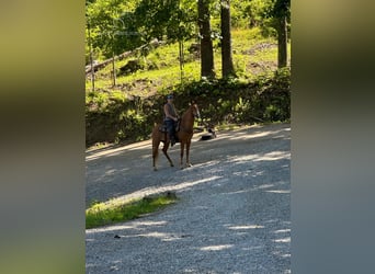 Tennessee walking horse, Caballo castrado, 10 años, 152 cm, Alazán rojizo