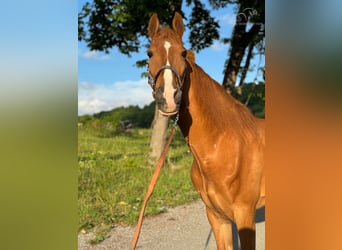 Tennessee walking horse, Caballo castrado, 10 años, 152 cm, Alazán rojizo