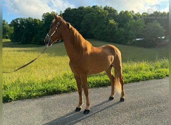 Tennessee walking horse, Caballo castrado, 10 años, 152 cm, Alazán rojizo