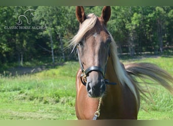 Tennessee walking horse, Caballo castrado, 10 años, 152 cm, Alazán-tostado