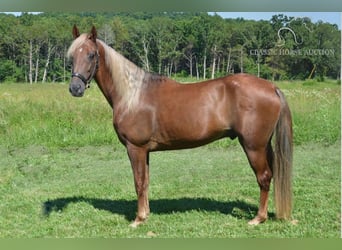 Tennessee walking horse, Caballo castrado, 10 años, 152 cm, Alazán-tostado