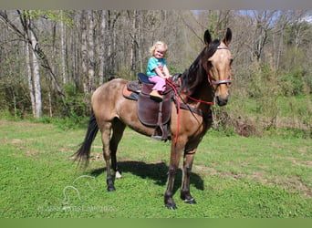 Tennessee walking horse, Caballo castrado, 10 años, 152 cm, Buckskin/Bayo