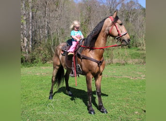 Tennessee walking horse, Caballo castrado, 10 años, 152 cm, Buckskin/Bayo