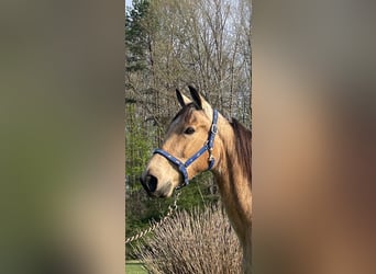 Tennessee walking horse, Caballo castrado, 10 años, 152 cm, Buckskin/Bayo