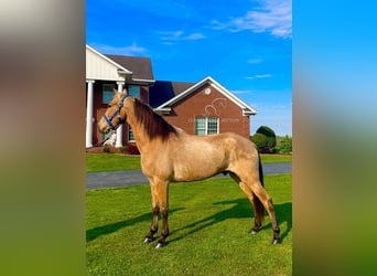 Tennessee walking horse, Caballo castrado, 10 años, 152 cm, Buckskin/Bayo