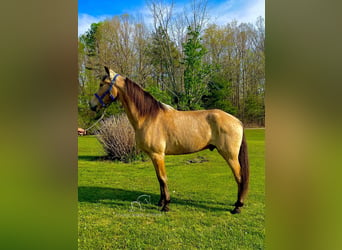 Tennessee walking horse, Caballo castrado, 10 años, 152 cm, Buckskin/Bayo