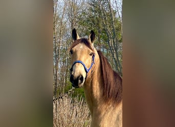 Tennessee walking horse, Caballo castrado, 10 años, 152 cm, Buckskin/Bayo