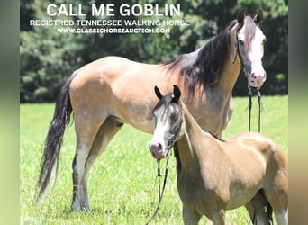 Tennessee walking horse, Caballo castrado, 10 años, 152 cm, Buckskin/Bayo