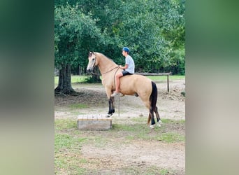 Tennessee walking horse, Caballo castrado, 10 años, 152 cm, Buckskin/Bayo