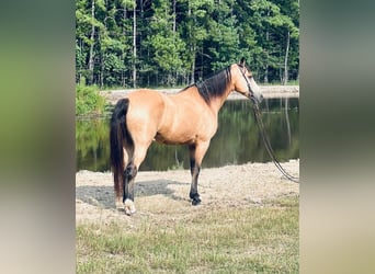 Tennessee walking horse, Caballo castrado, 10 años, 152 cm, Buckskin/Bayo