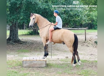 Tennessee walking horse, Caballo castrado, 10 años, 152 cm, Buckskin/Bayo