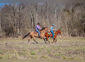 Tennessee walking horse, Caballo castrado, 10 años, 152 cm, Buckskin/Bayo