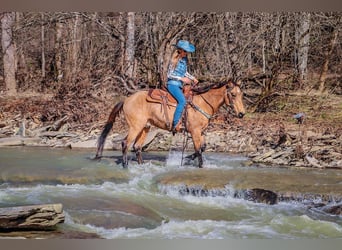 Tennessee walking horse, Caballo castrado, 10 años, 152 cm, Buckskin/Bayo