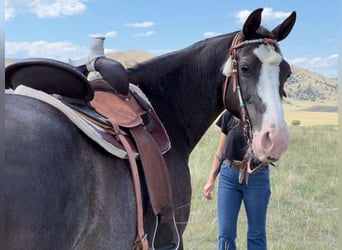 Tennessee walking horse, Caballo castrado, 10 años, 152 cm, Negro