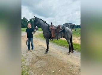 Tennessee walking horse, Caballo castrado, 10 años, 152 cm, Ruano azulado