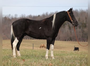 Tennessee walking horse, Caballo castrado, 10 años, 152 cm, Tobiano-todas las-capas
