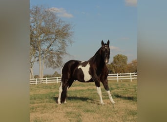 Tennessee walking horse, Caballo castrado, 10 años, 152 cm, Tobiano-todas las-capas