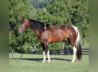 Tennessee walking horse, Caballo castrado, 10 años, 152 cm, Tobiano-todas las-capas