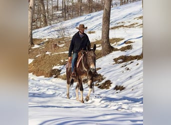 Tennessee walking horse, Caballo castrado, 10 años, 157 cm, Castaño rojizo