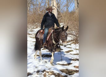 Tennessee walking horse, Caballo castrado, 10 años, 157 cm, Castaño rojizo