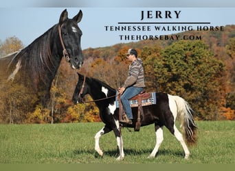 Tennessee walking horse, Caballo castrado, 10 años, 157 cm, Tobiano-todas las-capas