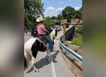 Tennessee walking horse, Caballo castrado, 10 años, 157 cm, Tobiano-todas las-capas