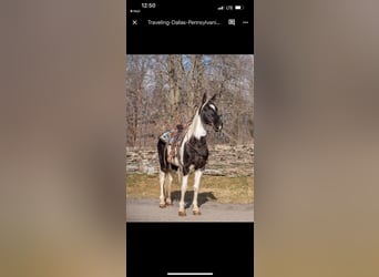 Tennessee walking horse, Caballo castrado, 10 años, 157 cm, Tobiano-todas las-capas
