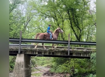 Tennessee walking horse, Caballo castrado, 10 años, 163 cm, Castaño rojizo