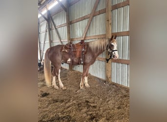 Tennessee walking horse, Caballo castrado, 10 años, 163 cm, Castaño rojizo