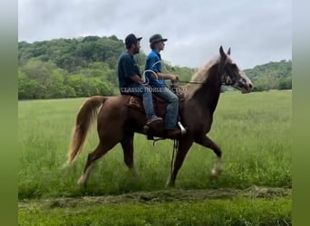 Tennessee walking horse, Caballo castrado, 10 años, 163 cm, Castaño rojizo