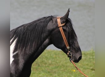 Tennessee walking horse, Caballo castrado, 10 años, 163 cm, Tovero-todas las-capas