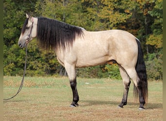 Tennessee walking horse, Caballo castrado, 10 años, 165 cm, Buckskin/Bayo