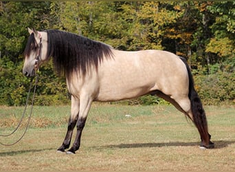 Tennessee walking horse, Caballo castrado, 10 años, 165 cm, Buckskin/Bayo