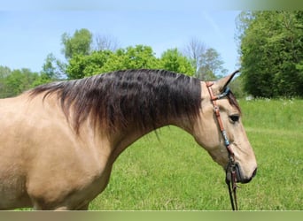 Tennessee walking horse, Caballo castrado, 10 años, Buckskin/Bayo