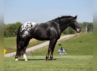 Tennessee walking horse, Caballo castrado, 10 años, Negro