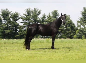 Tennessee walking horse, Caballo castrado, 10 años, Negro