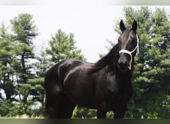 Tennessee walking horse, Caballo castrado, 10 años, Negro