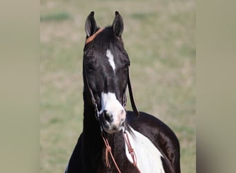 Tennessee walking horse, Caballo castrado, 10 años, Tobiano-todas las-capas