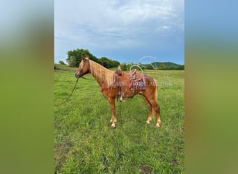 Tennessee walking horse, Caballo castrado, 11 años, 142 cm, Alazán rojizo