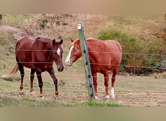 Tennessee walking horse, Caballo castrado, 11 años, 142 cm, Alazán rojizo