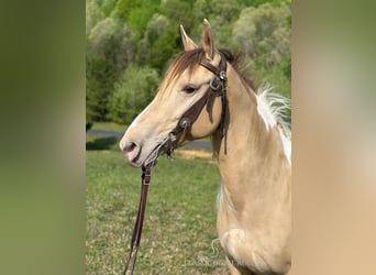 Tennessee walking horse, Caballo castrado, 11 años, 142 cm, Champán