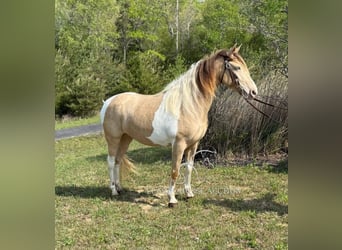 Tennessee walking horse, Caballo castrado, 11 años, 142 cm, Champán